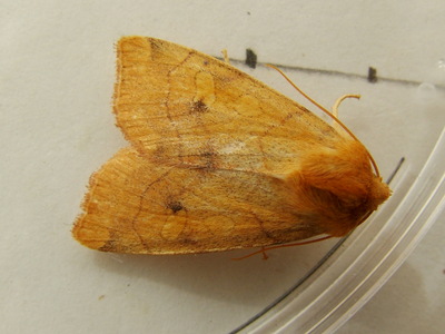 Angle-striped Sallow